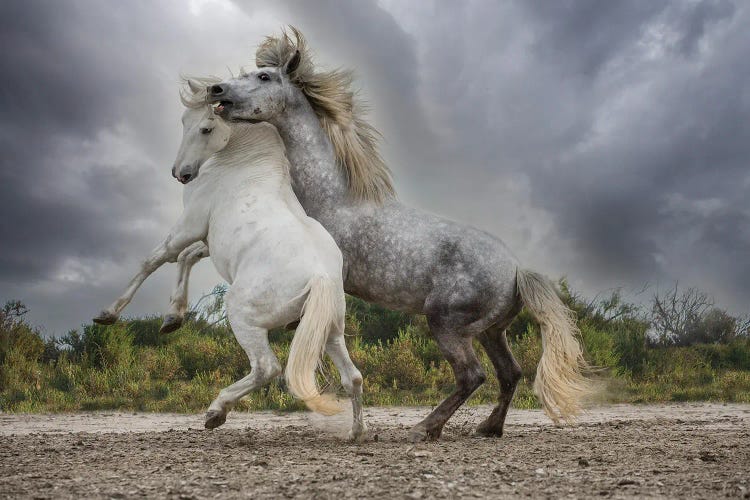 Europe, France. White And Gray Stallions Of The Camargue Region Fighting.