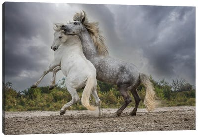 Europe, France. White And Gray Stallions Of The Camargue Region Fighting. Canvas Art Print - Jaynes Gallery