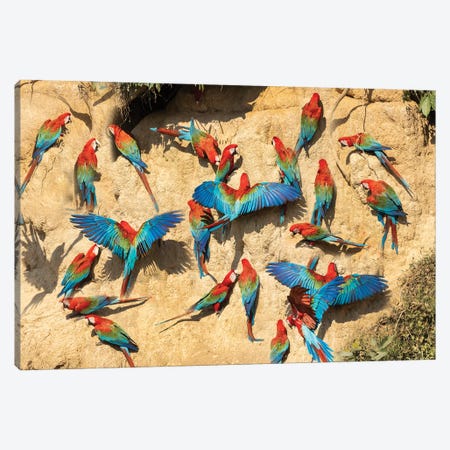 Peru, Amazon. Red And Green Macaws At Clay Lick In Jungle. Canvas Print #JYG1153} by Jaynes Gallery Canvas Art Print