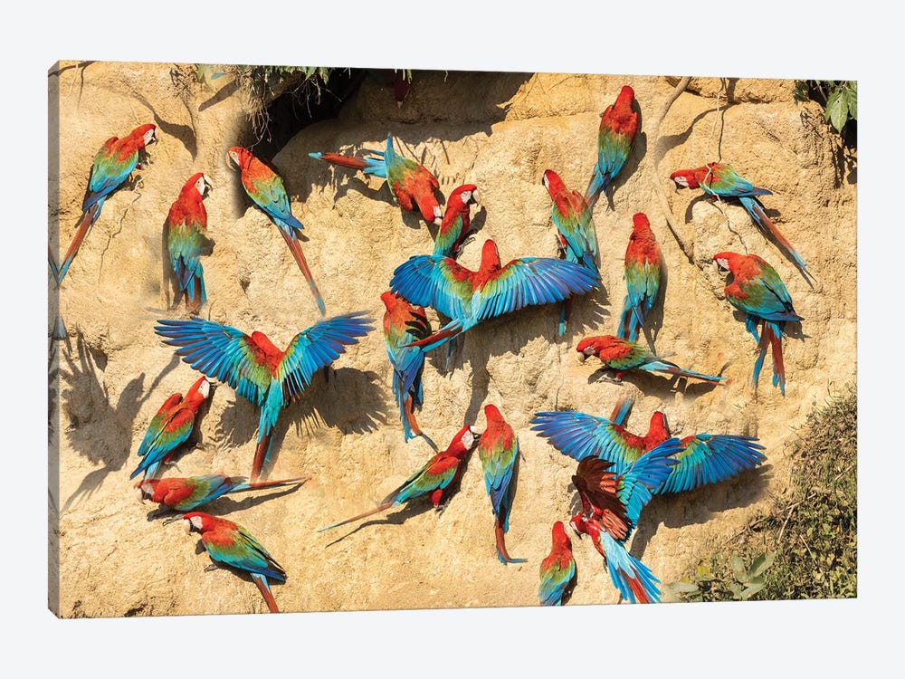 Peru, Amazon. Red And Green Macaws At Clay Lick In Jungle. by Jaynes Gallery 1-piece Canvas Art