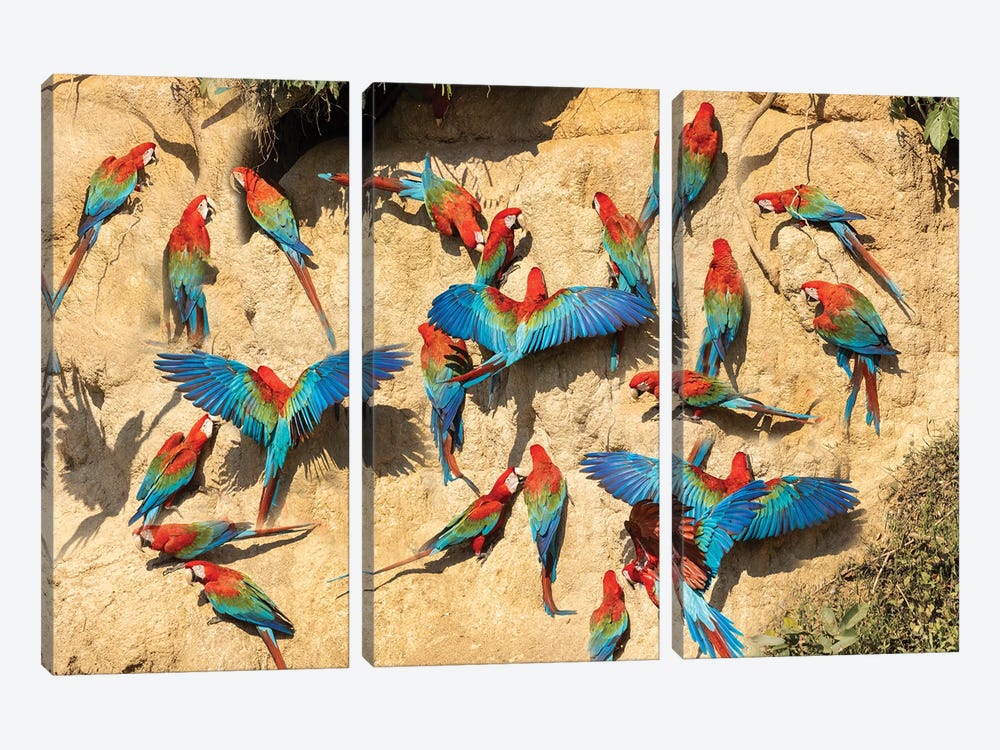 Peru, Amazon. Red And Green Macaws At Clay Lick In Jungle. by Jaynes Gallery 3-piece Canvas Wall Art