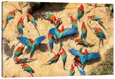 Peru, Amazon. Red And Green Macaws At Clay Lick In Jungle. Canvas Art Print
