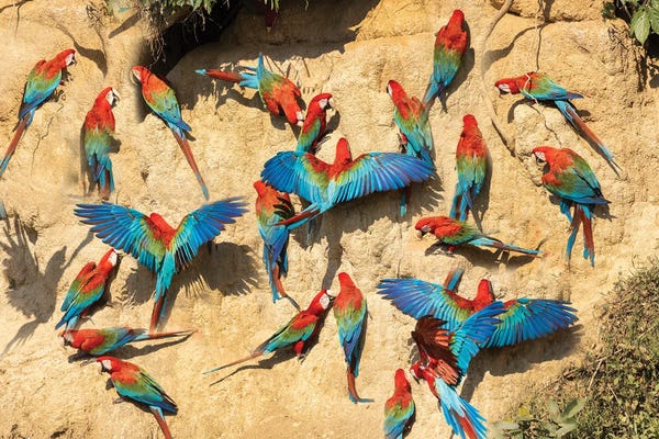 Parrots: Peru, Amazon. Red And Green Macaws At Clay Lick In Jungle. by Jaynes Gallery