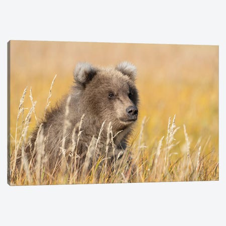 USA, Alaska, Lake Clark National Park. Grizzly Bear Cub Close-Up In Grassy Meadow. Canvas Print #JYG1155} by Jaynes Gallery Canvas Artwork