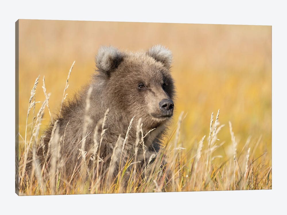 USA, Alaska, Lake Clark National Park. Grizzly Bear Cub Close-Up In Grassy Meadow. by Jaynes Gallery 1-piece Canvas Art