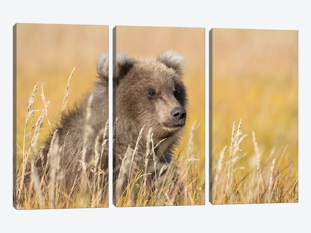 USA, Alaska, Lake Clark National Park. Grizzly Bear Cub Close-Up In Grassy Meadow. by Jaynes Gallery 3-piece Canvas Wall Art