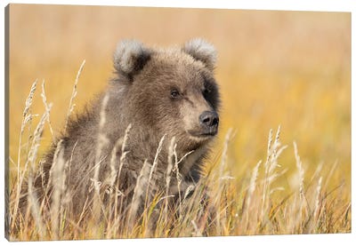 USA, Alaska, Lake Clark National Park. Grizzly Bear Cub Close-Up In Grassy Meadow. Canvas Art Print