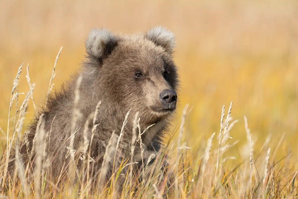 Alaska: USA, Alaska, Lake Clark National Park. Grizzly Bear Cub Close-Up In Grassy Meadow. by Jaynes Gallery