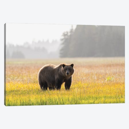 USA, Alaska, Lake Clark National Park. Grizzly Bear Male In Meadow. Canvas Print #JYG1156} by Jaynes Gallery Canvas Art