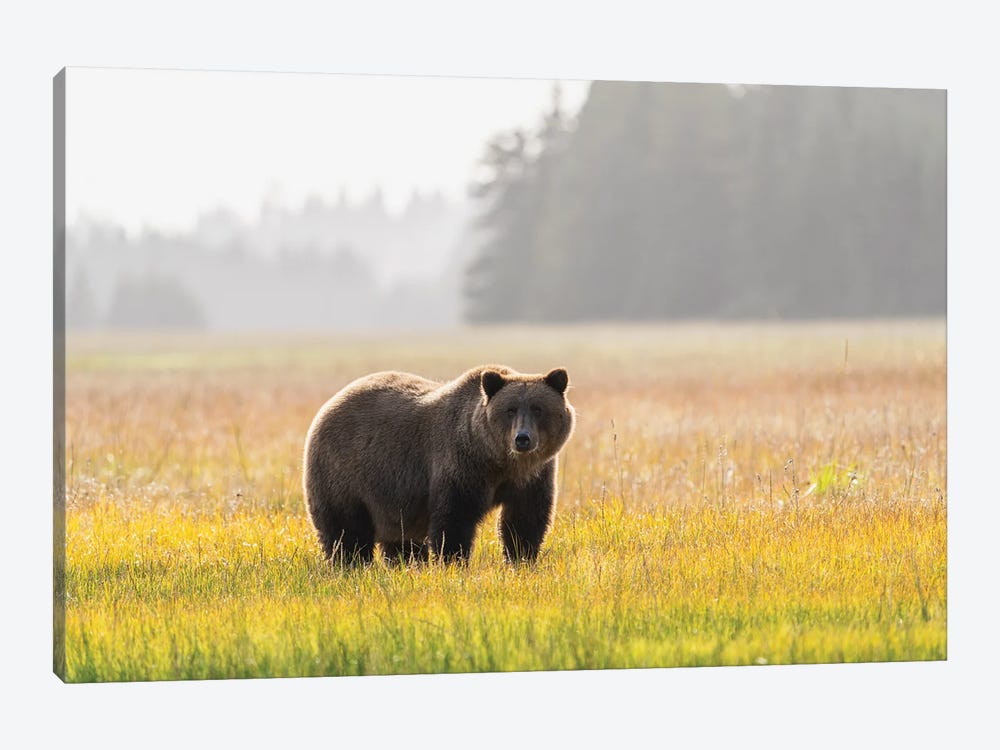 USA, Alaska, Lake Clark National Park. Grizzly Bear Male In Meadow. by Jaynes Gallery 1-piece Canvas Print