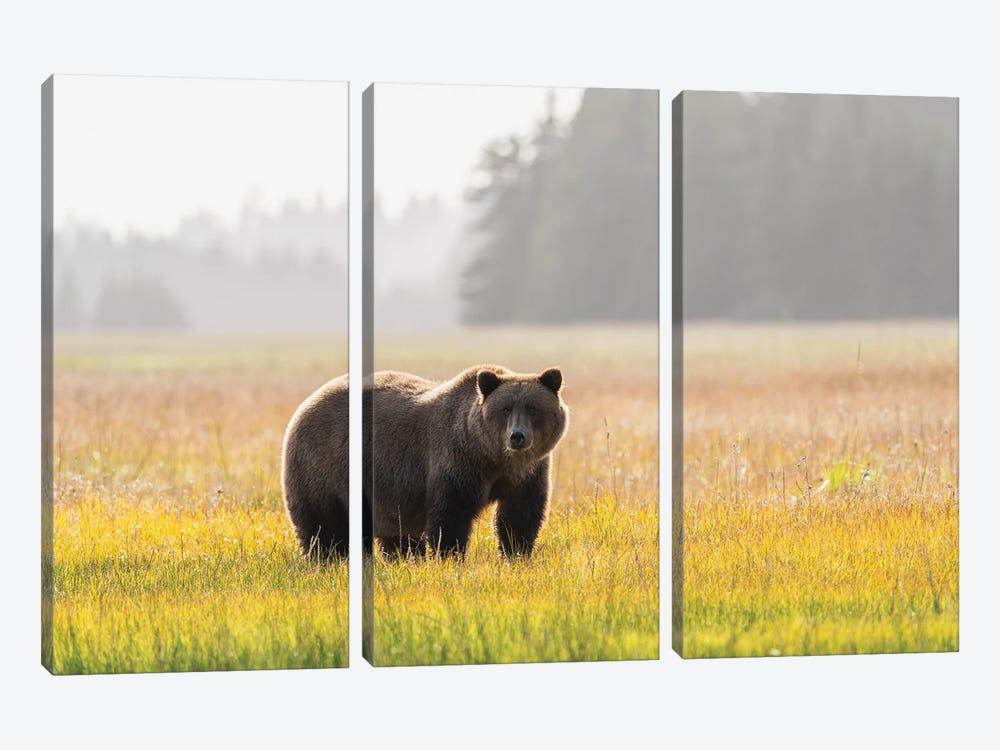 USA, Alaska, Lake Clark National Park. Grizzly Bear Male In Meadow. by Jaynes Gallery 3-piece Canvas Print