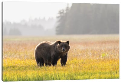 USA, Alaska, Lake Clark National Park. Grizzly Bear Male In Meadow. Canvas Art Print - Jaynes Gallery