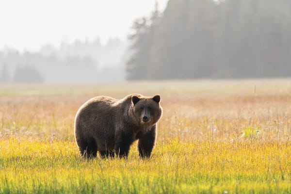 Alaska: USA, Alaska, Lake Clark National Park. Grizzly Bear Male In Meadow. by Jaynes Gallery