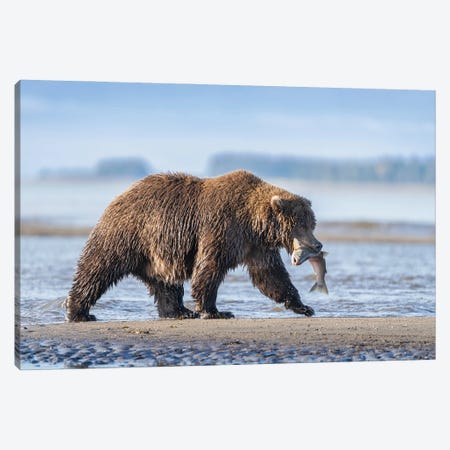 USA, Alaska, Lake Clark National Park. Grizzly Bear With Salmon Prey. Canvas Print #JYG1157} by Jaynes Gallery Canvas Artwork