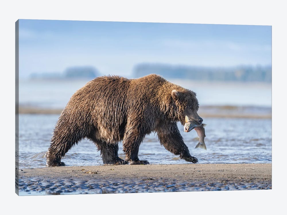 USA, Alaska, Lake Clark National Park. Grizzly Bear With Salmon Prey. by Jaynes Gallery 1-piece Canvas Wall Art