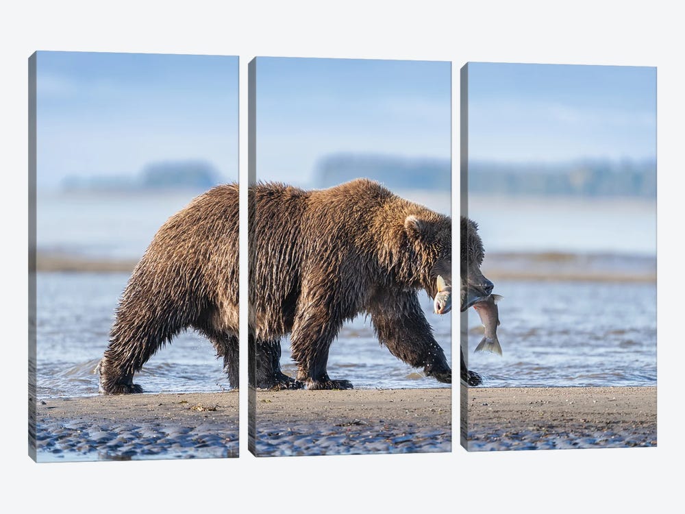 USA, Alaska, Lake Clark National Park. Grizzly Bear With Salmon Prey. by Jaynes Gallery 3-piece Canvas Artwork