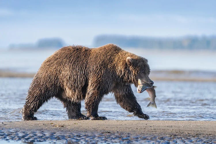 USA, Alaska, Lake Clark National Park. Grizzly Bear With Salmon Prey.