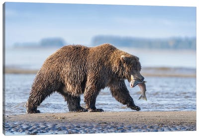 USA, Alaska, Lake Clark National Park. Grizzly Bear With Salmon Prey. Canvas Art Print - Jaynes Gallery