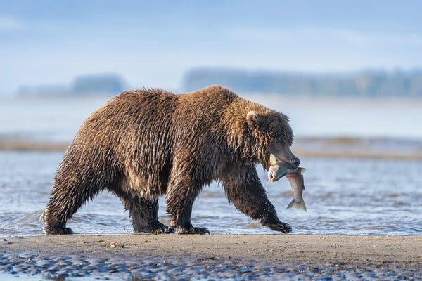 Alaska: USA, Alaska, Lake Clark National Park. Grizzly Bear With Salmon Prey. by Jaynes Gallery
