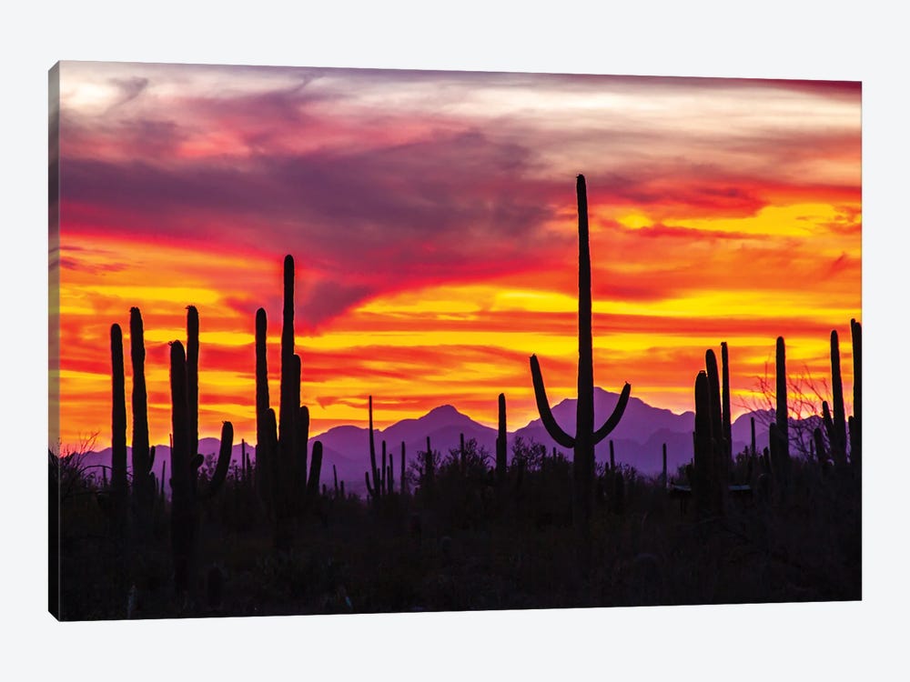 USA, Arizona, Saguaro National Park. Saguaro Cacti And Mountain Silhouette At Sunset. by Jaynes Gallery 1-piece Canvas Print