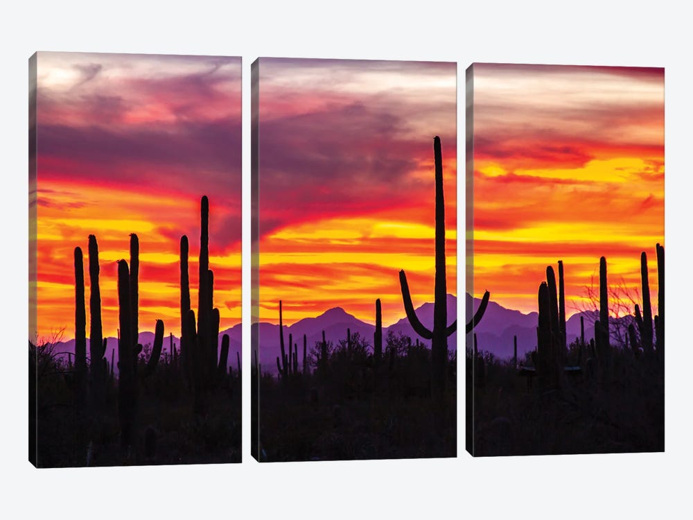 USA, Arizona, Saguaro National Park. Saguaro Cacti And Mountain Silhouette At Sunset. by Jaynes Gallery 3-piece Canvas Art Print