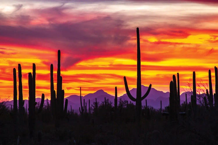 USA, Arizona, Saguaro National Park. Saguaro Cacti And Mountain Silhouette At Sunset.