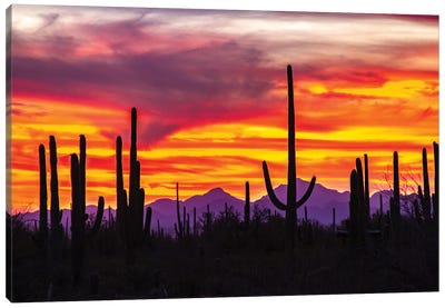 USA, Arizona, Saguaro National Park. Saguaro Cacti And Mountain Silhouette At Sunset. Canvas Art Print - Jaynes Gallery