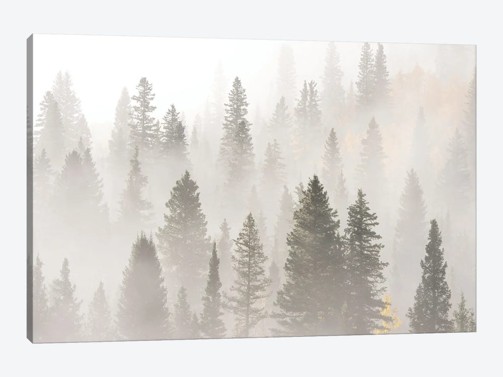 USA, Colorado, San Juan Mountains. Sunrise Fog In Forest. by Jaynes Gallery 1-piece Canvas Wall Art