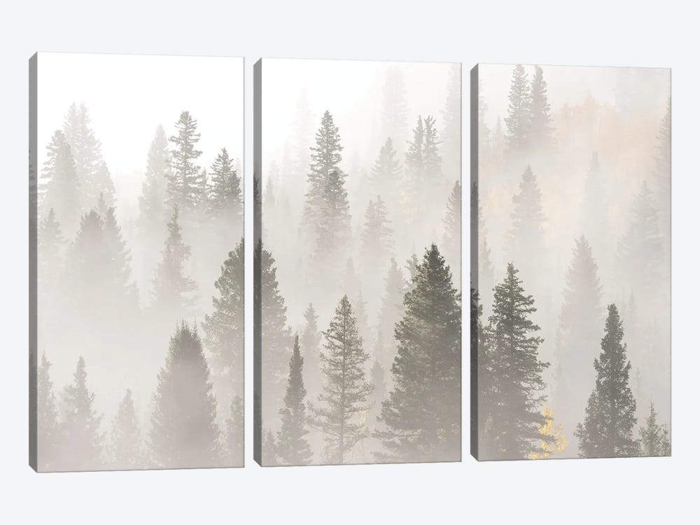 USA, Colorado, San Juan Mountains. Sunrise Fog In Forest. by Jaynes Gallery 3-piece Canvas Wall Art