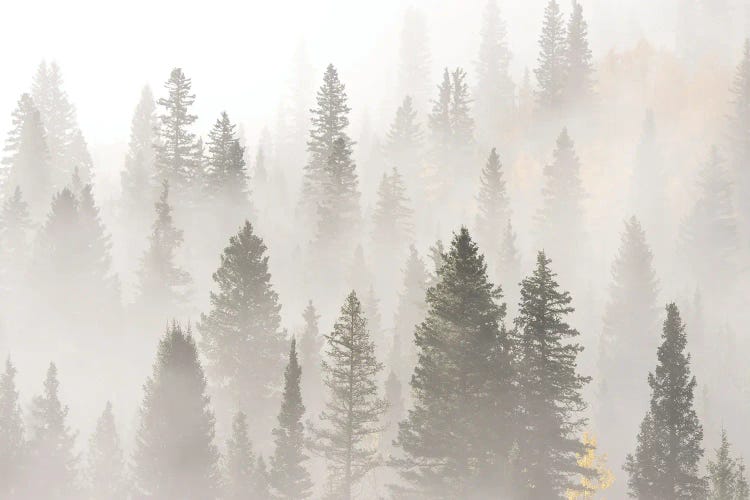 USA, Colorado, San Juan Mountains. Sunrise Fog In Forest.