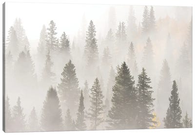 USA, Colorado, San Juan Mountains. Sunrise Fog In Forest. Canvas Art Print - Jaynes Gallery