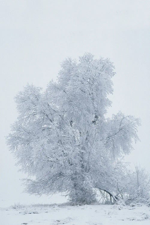 USA, Montana, Kalispell. Cottonwood Tree In Snowstorm.