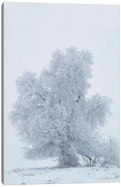 USA, Montana, Kalispell. Cottonwood Tree In Snowstorm. Canvas Art Print - Jaynes Gallery