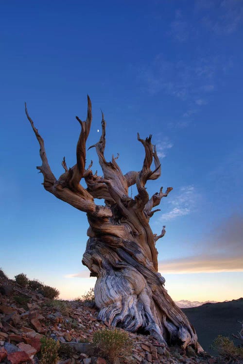 USA, California, White Mountains. Bristlecone pine tree at sunset.