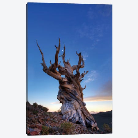 USA, California, White Mountains. Bristlecone pine tree at sunset. Canvas Print #JYG116} by Jaynes Gallery Canvas Wall Art