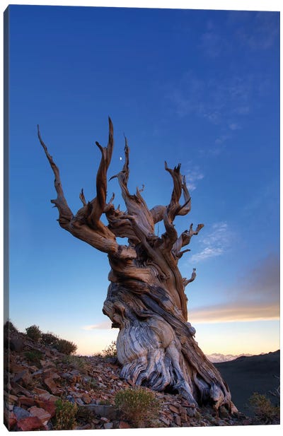 USA, California, White Mountains. Bristlecone pine tree at sunset. Canvas Art Print - Tree Close-Up Art