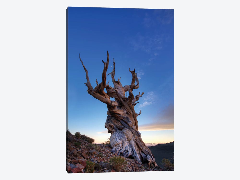 USA, California, White Mountains. Bristlecone pine tree at sunset. by Jaynes Gallery 1-piece Canvas Wall Art