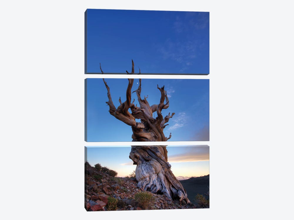 USA, California, White Mountains. Bristlecone pine tree at sunset. by Jaynes Gallery 3-piece Canvas Artwork