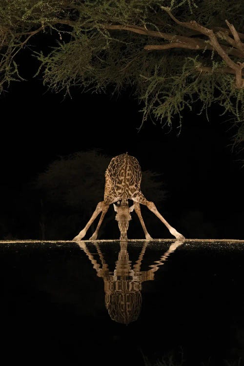 Africa, Kenya, Amboseli National Park. Giraffe Drinking At Waterhole At Night. by Jaynes Gallery wall art