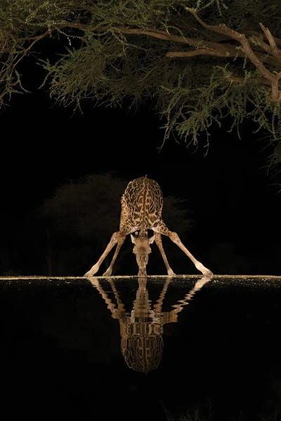 Africa, Kenya, Amboseli National Park. Giraffe Drinking At Waterhole At Night.
