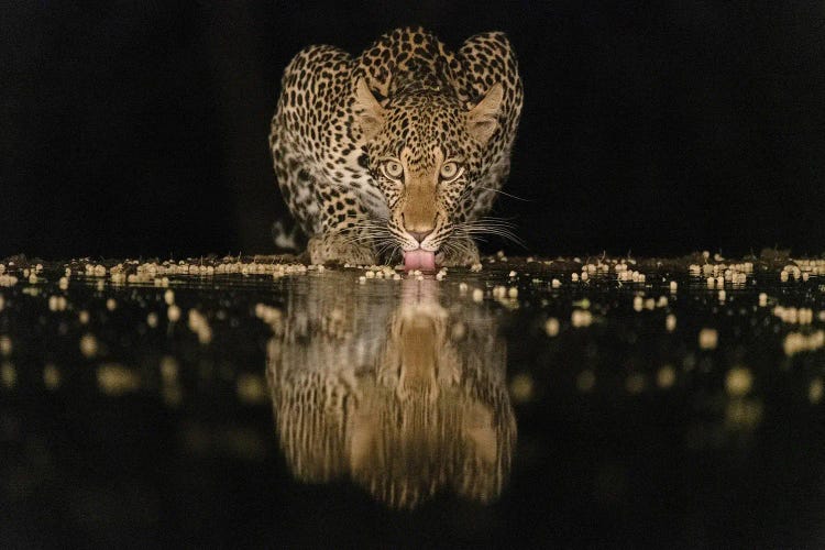 Africa, Kenya, Amboseli National Park. Leopard Drinking At Waterhole At Night.