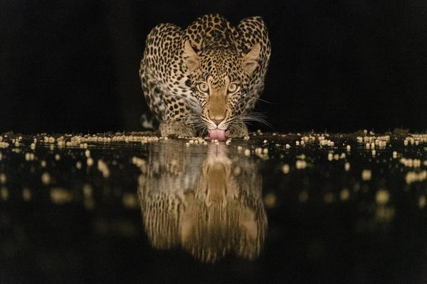 Amboseli National Park: Africa, Kenya, Amboseli National Park. Leopard Drinking At Waterhole At Night. by Jaynes Gallery