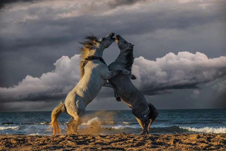 France, Saintes-Maries-De-La-Mer. White Camargue Stallions Fighting On Ocean Beach.