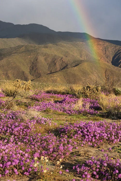 USA, California, Anza-Borrego Desert State Park. Rainbow Over Flowers And Arid Mountain Landscape.