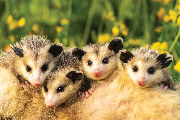 USA, Minnesota. Captive Baby Opossums On Mother'S Back. by Jaynes Gallery wall art