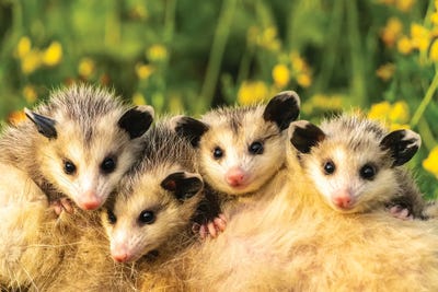 Possums