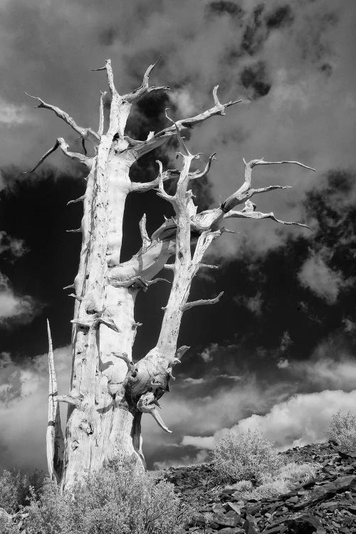 USA, California, White Mountains. Bristlecone pine tree in black and white.