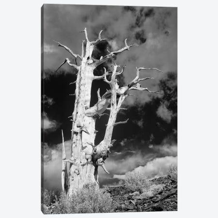 USA, California, White Mountains. Bristlecone pine tree in black and white. Canvas Print #JYG117} by Jaynes Gallery Canvas Art
