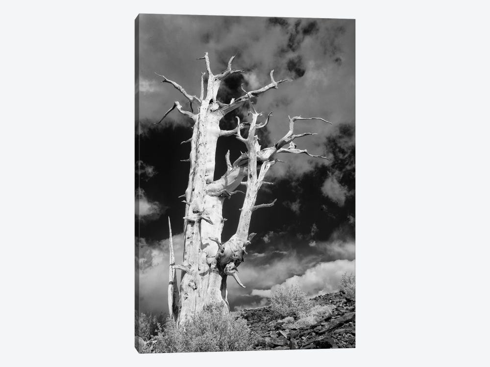 USA, California, White Mountains. Bristlecone pine tree in black and white. by Jaynes Gallery 1-piece Canvas Print