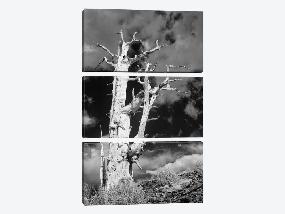 USA, California, White Mountains. Bristlecone pine tree in black and white. by Jaynes Gallery 3-piece Canvas Art Print